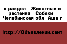  в раздел : Животные и растения » Собаки . Челябинская обл.,Аша г.